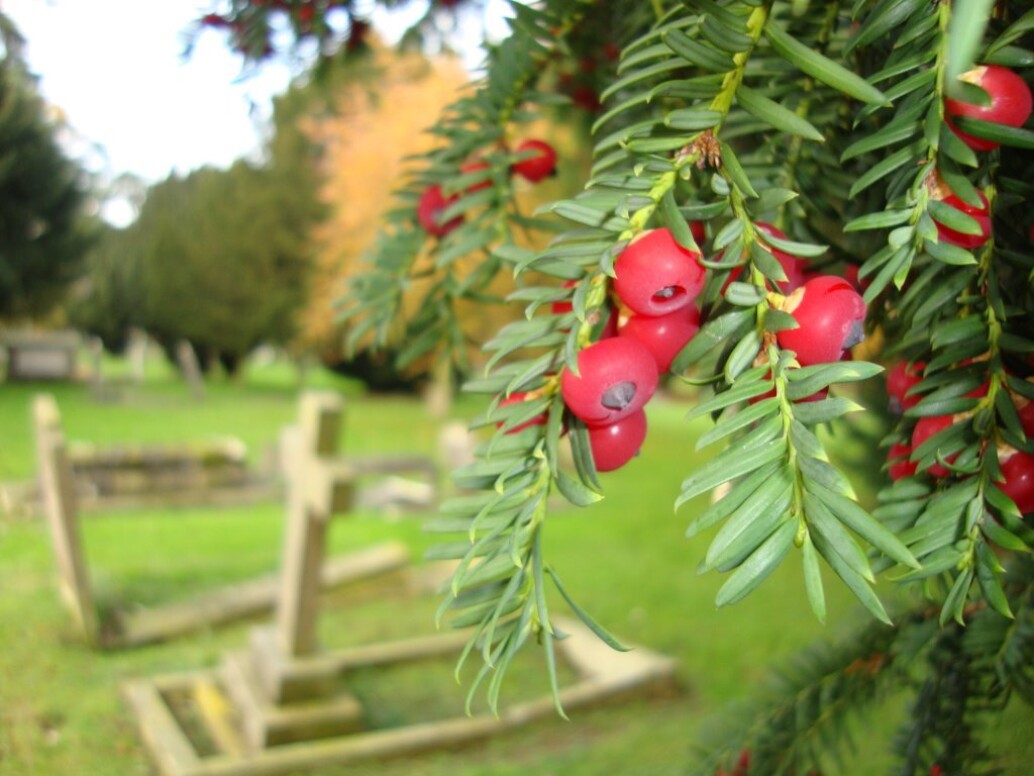 Tree overhanging cemetery